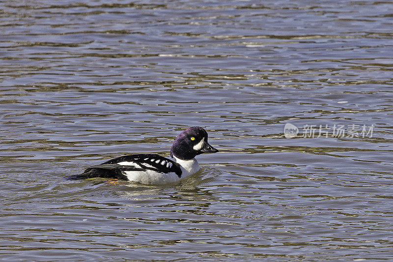 巴罗的金眼鸭(Bucephala islandica)是一种中等大小的金眼鸭属海鸭。黄石国家公园